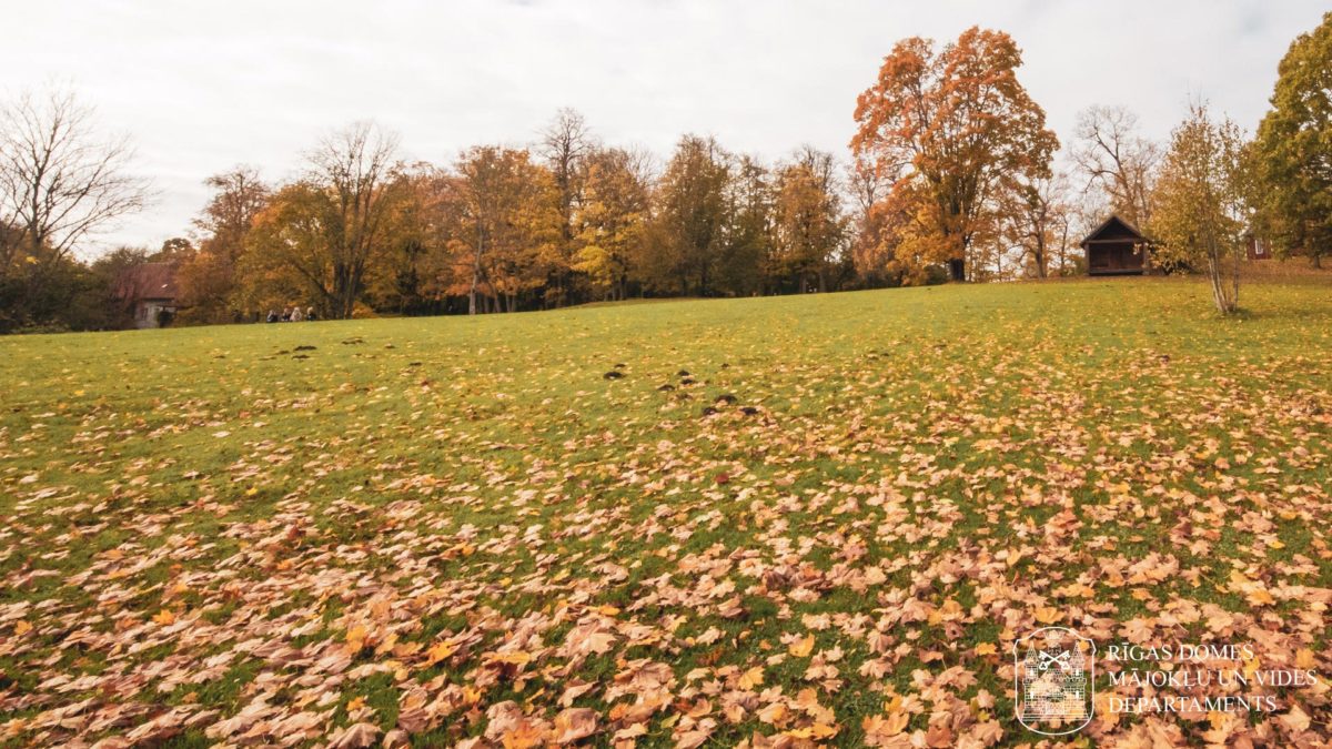 Rīgas rudens lapu nodošana – 967 tonnas pirmajā nedēļā, darbojas 34 punkti. Informācija un karte pieejama sadaļā “Rudens lapas” vietnē riga.lv.