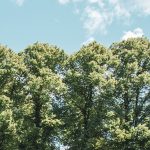 Ārpus meža augošu koku ciršanas aizliegums Latvijā ligzdošanas un plaukšanas periodā – pilsētvidē augoši koki, kuru saglabāšanu regulē Ministru kabineta noteikumi no 15. aprīļa līdz 30. jūnijam.