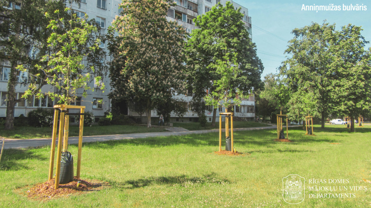 Koki Anniņmuižas bulvārī