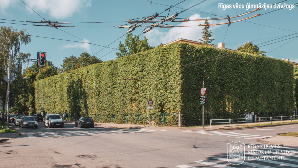 Rīgas vācu ģimnāzijas dzīvžogs