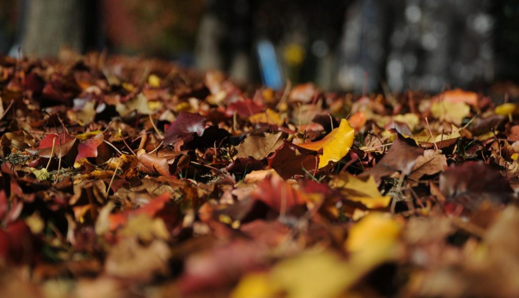 Rīgas pašvaldības rudens lapu nodošanas akcija – bezmaksas lapu pieņemšana nodošanas punktos novembrī, iedzīvotāju iesaiste un nodošanas nosacījumi