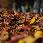 Rīgas pašvaldības rudens lapu nodošanas akcija – bezmaksas lapu pieņemšana nodošanas punktos novembrī, iedzīvotāju iesaiste un nodošanas nosacījumi