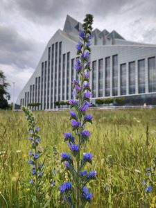 Bibliotēkas pļava 3