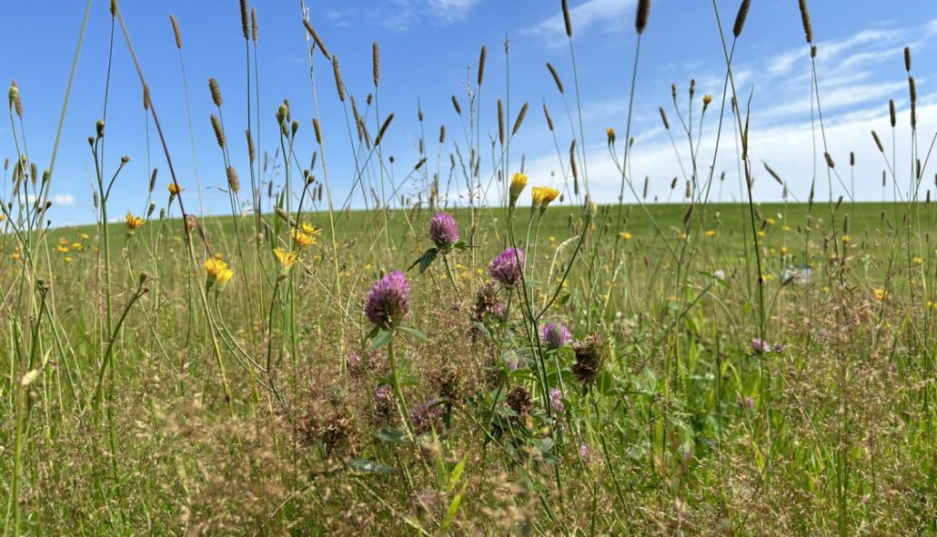 Dreiliņkalna pļava