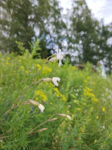 Juglas promenādes pļava 2