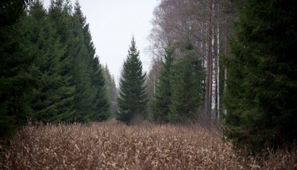 Mežs, egles, RĪGAS MEŽI