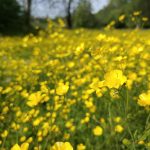 Brīvprātīgo iniciatīvas “Dabai draudzīgs rīdzinieks” dalībnieki dabas teritorijās Rīgā – Jaunciemā un Lucavsalā – piedalās aktivitātēs bioloģiskās daudzveidības saglabāšanai un datu vākšanai starptautiskā projekta urbanLIFEcircles ietvaros.