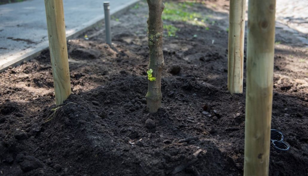 Koku stādīšana Rīgas apkaimēs zaļākas pilsētvides veidošanai