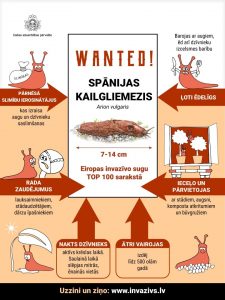 Spānijas kailgliemezis - Eiropas invazīvo sugu TOP 100 sarakstā