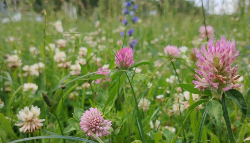 Rīgas pilsētas pļavas