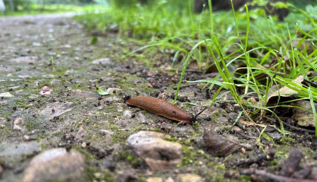 Spānijas kailgliemezis ierobežošana