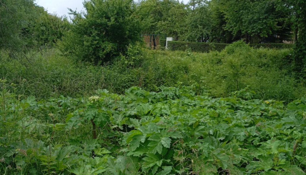 Latvāņu populācija Rīgā – Dārziņu apkaimes ierobežošana pirms apsekošanas