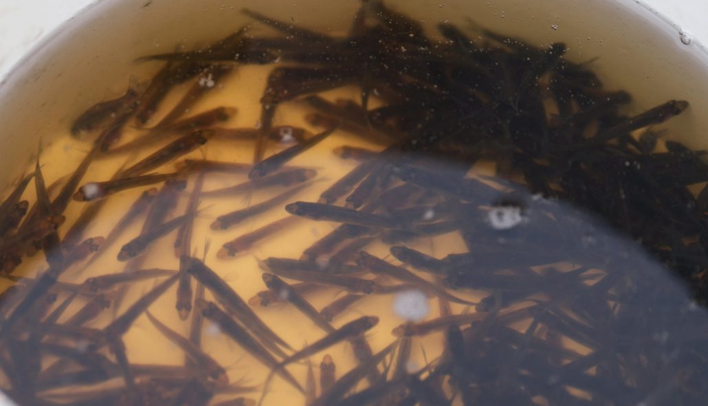 Ķīšezerā ielaisti gandrīz 23 000 zandartu mazuļi – ieguldījums zivju resursu atjaunošanā un apsaimniekošanā Rīgā.