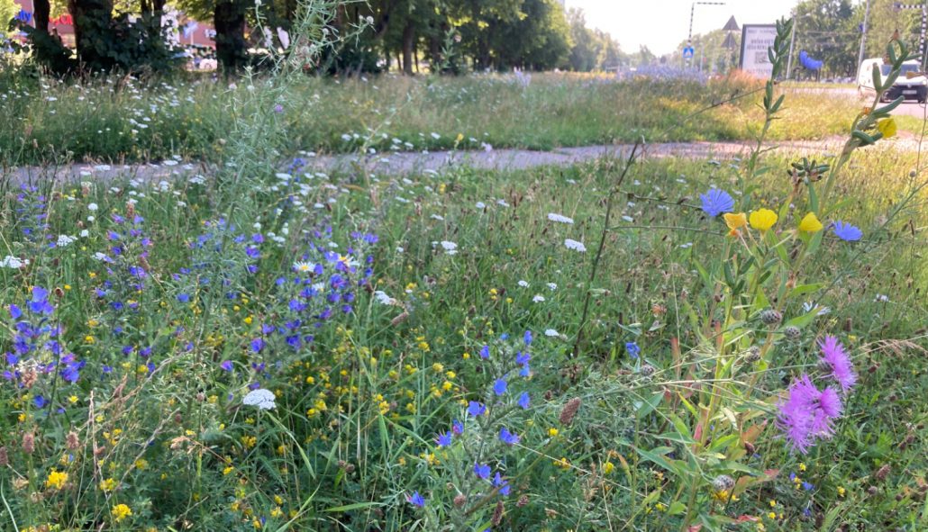 Rīgas pļavas dabas daudzveidība – bioloģiskās daudzveidības oāzes piecu gadu laikā (foto: Imantas tirgus pļava)