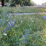 Rīgas pļavas dabas daudzveidība – bioloģiskās daudzveidības oāzes piecu gadu laikā (foto: Imantas tirgus pļava)