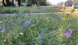 Rīgas pļavas dabas daudzveidība – bioloģiskās daudzveidības oāzes piecu gadu laikā (foto: Imantas tirgus pļava)