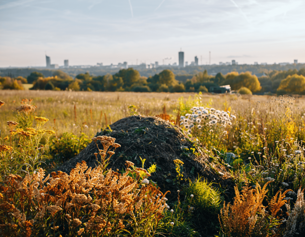 Rudens pļavas ainava ar komposta kaudzi un dabai draudzīgu dārza elementu izvietojumu – ilgtspējīga vide rudenī.
