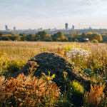 Rudens pļavas ainava ar komposta kaudzi un dabai draudzīgu dārza elementu izvietojumu – ilgtspējīga vide rudenī.