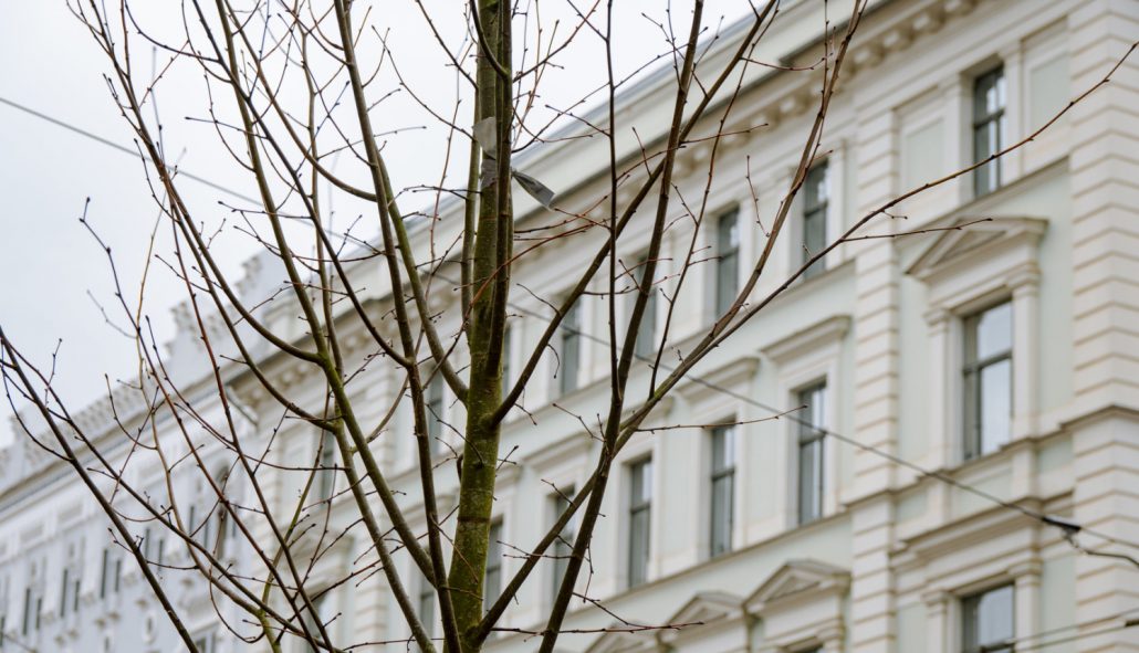 Rīga kļūst zaļāka – pilsētas ielās stāda simtiem koku un krūmu, veidojot ilgtspējīgu vidi. Zaļāka Rīga koku stādīšana.