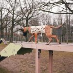 Suņu pastaigu laukums Rīgā Eksporta ielā ar jauniem trenažieriem