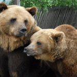 Lācene ar lācēniem Imantas apkaimē Rīgā, kur iedzīvotāji aicināti netuvoties dzīvniekiem un par novērojumu ziņot pa tālruni 112.