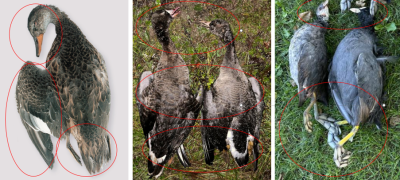 Labs foto / attēla piemērs 1