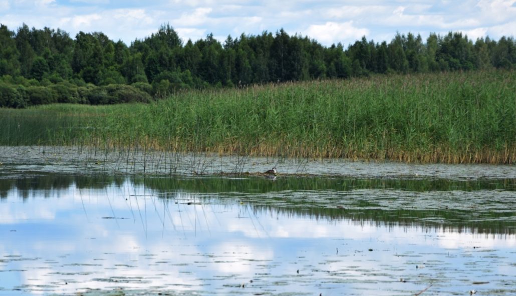 Ūdensputnu medību sezona 2026 Latvijas publiskajās ūdenstilpēs, ievērojot noteiktos medību termiņus, dienas limitu, drošības prasības un nomedīto putnu reģistrēšanu mobilajā lietotnē „Mednis”