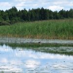 Ūdensputnu medību sezona 2026 Latvijas publiskajās ūdenstilpēs, ievērojot noteiktos medību termiņus, dienas limitu, drošības prasības un nomedīto putnu reģistrēšanu mobilajā lietotnē „Mednis”