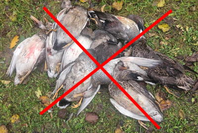 Slikts attēla / foto piemērs 1