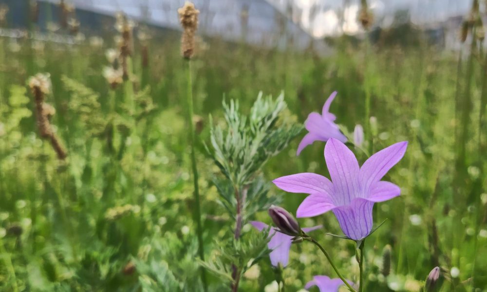 Bibliotēkas pļava 1