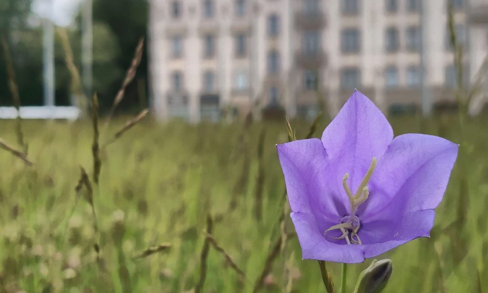 Bibliotēkas pļava 2