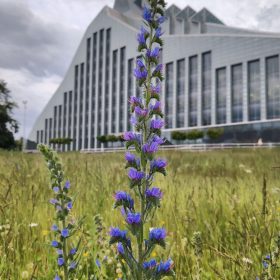 Bibliotēkas pļava 3