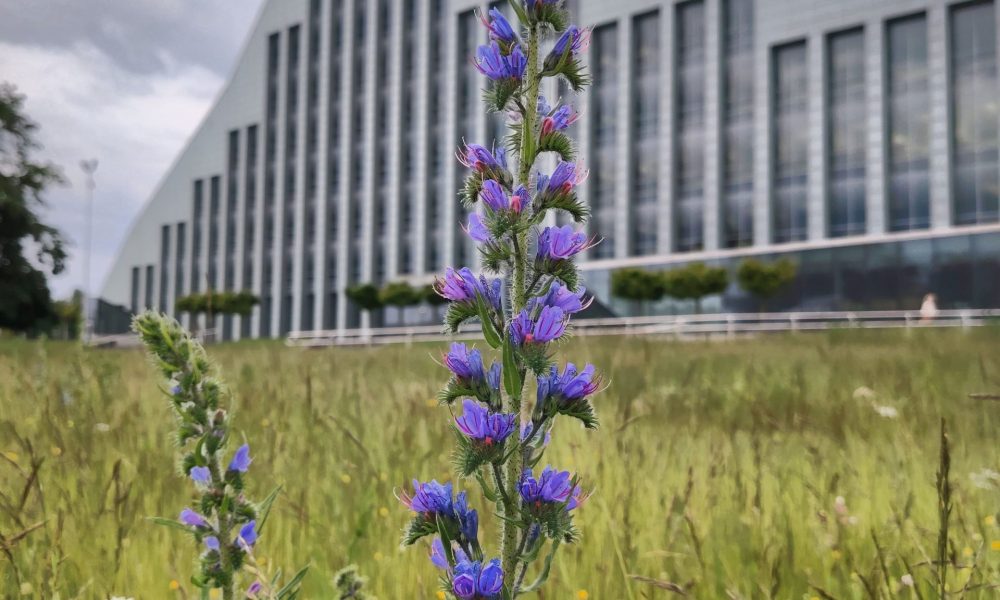 Bibliotēkas pļava 3