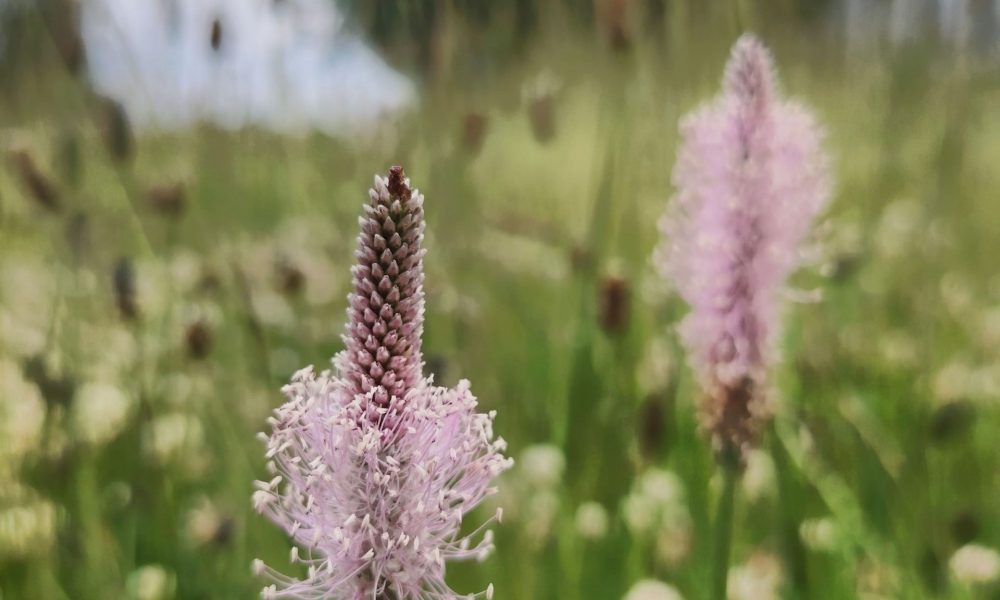 Bibliotēkas pļava 4