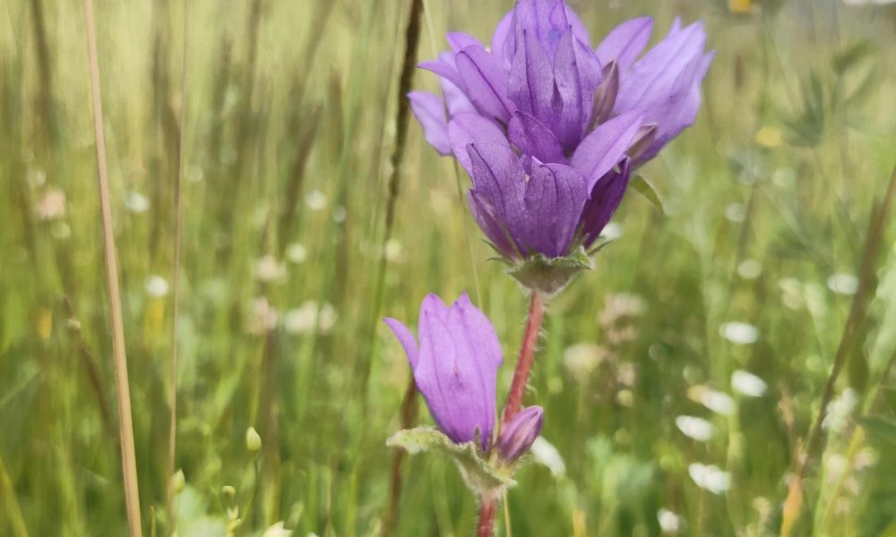 Bibliotēkas pļava 5