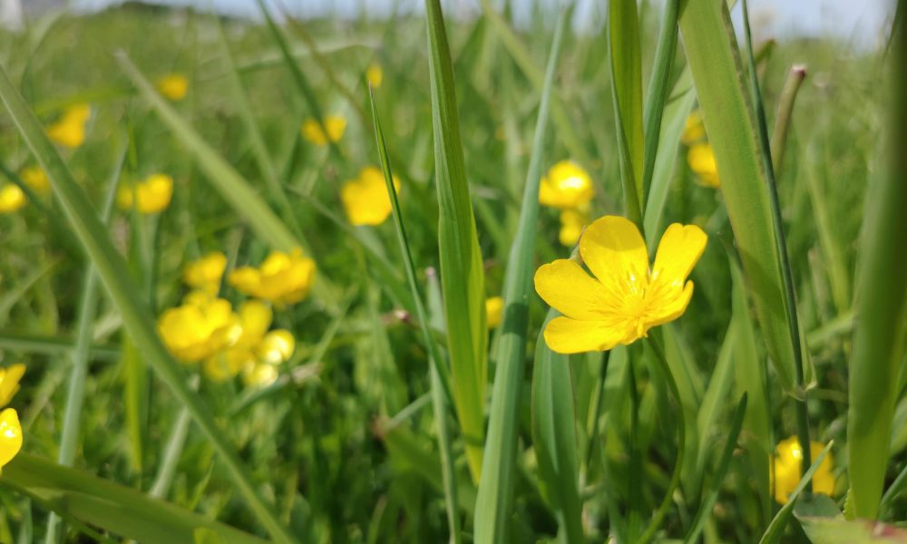 Dreiliņkalna pļava
