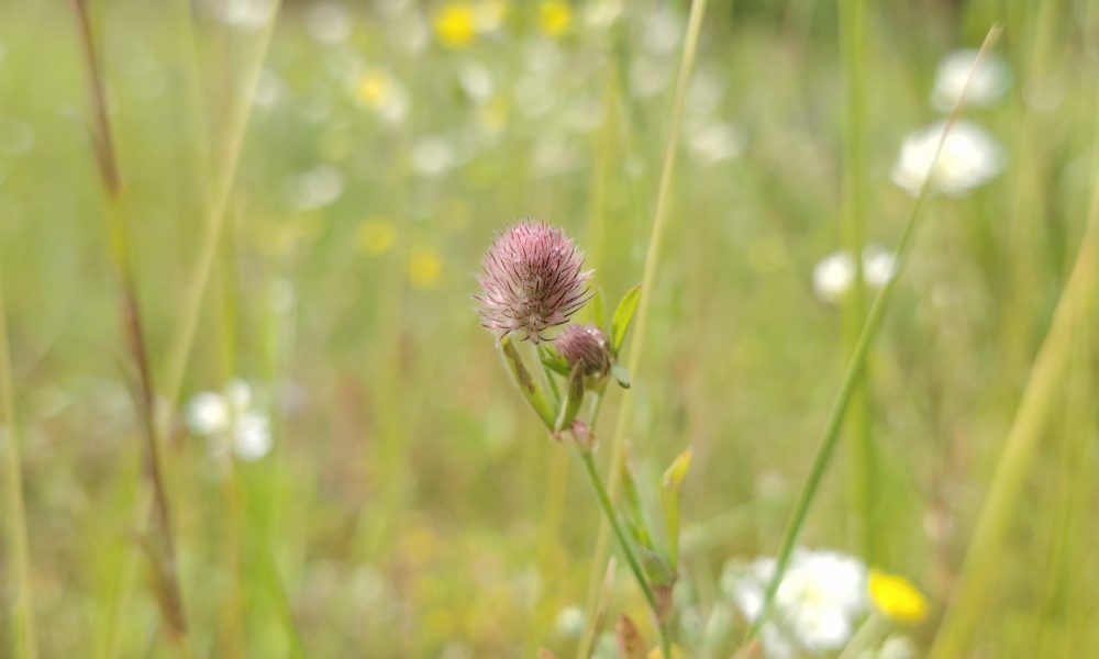 Ezermalas ielas pļava 1