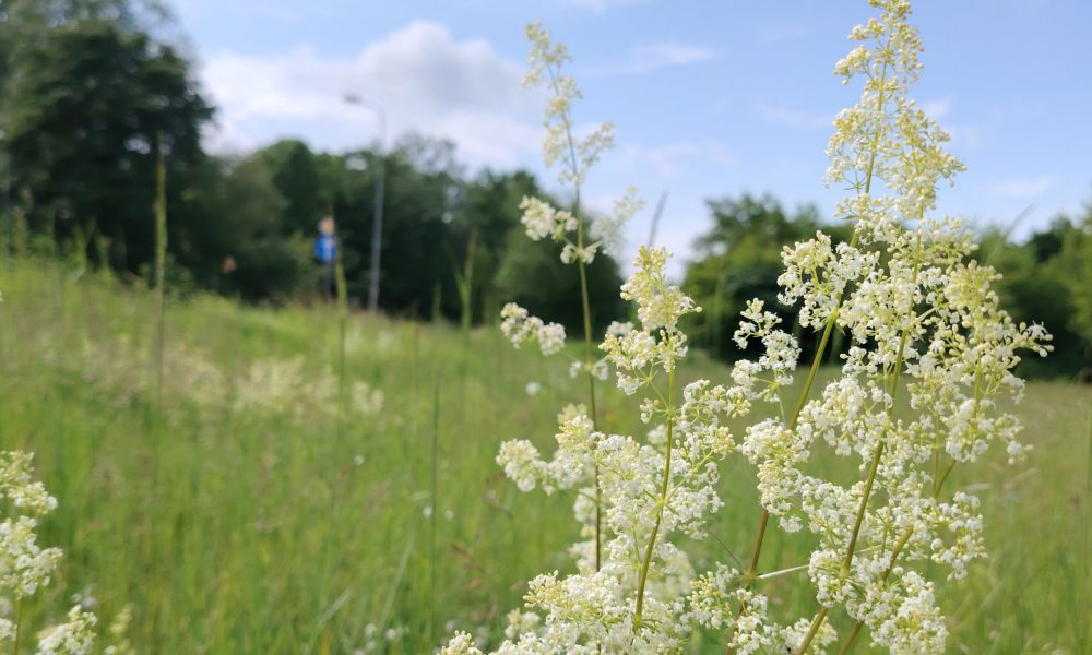 Ezermalas ielas pļava 2