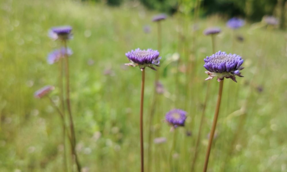 Ezermalas ielas pļava 3