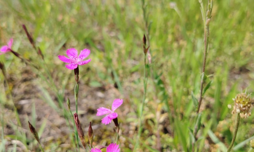 Ezermalas ielas pļava 4