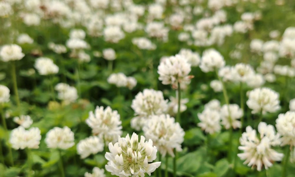 Grīziņkalna pļava 1