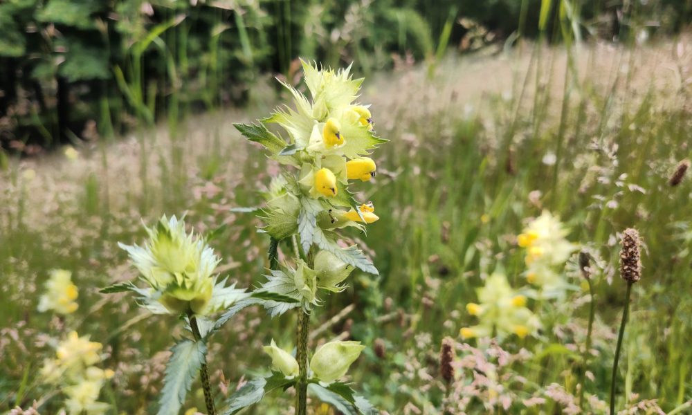 Grīziņkalna pļava 1