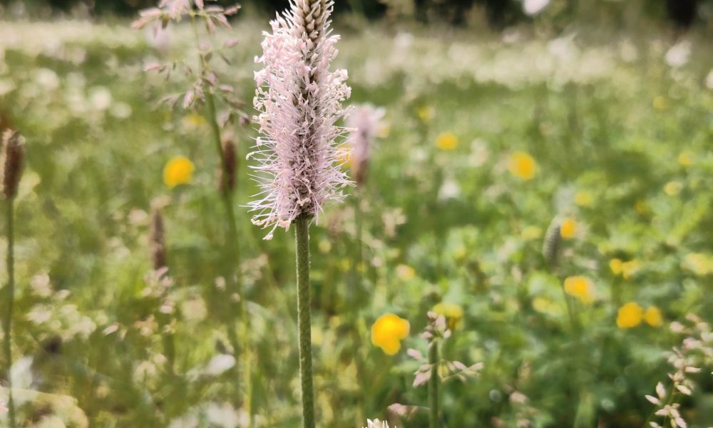 Grīziņkalna pļava 3