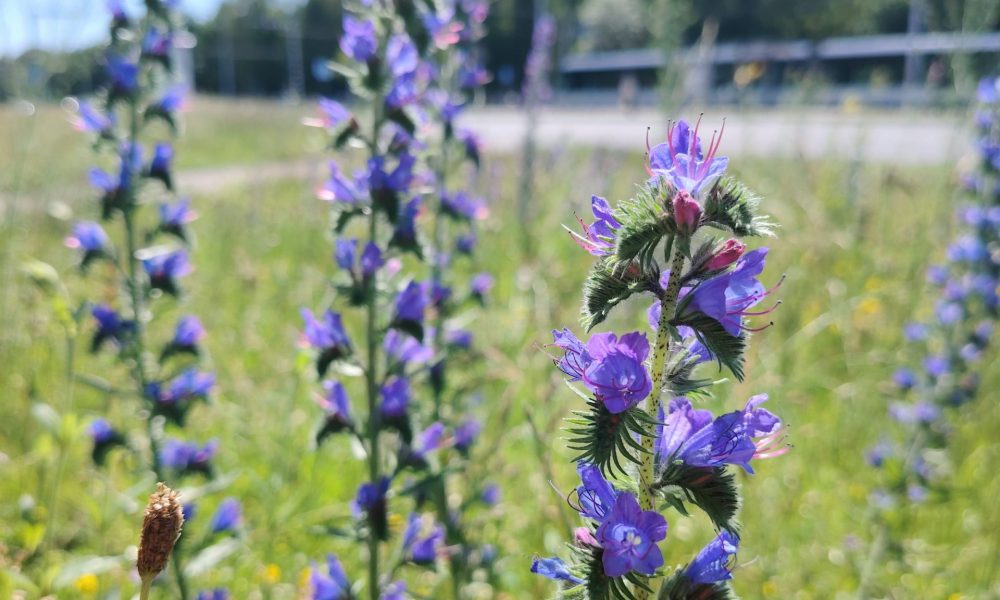 Imantas tirgus pļava 1