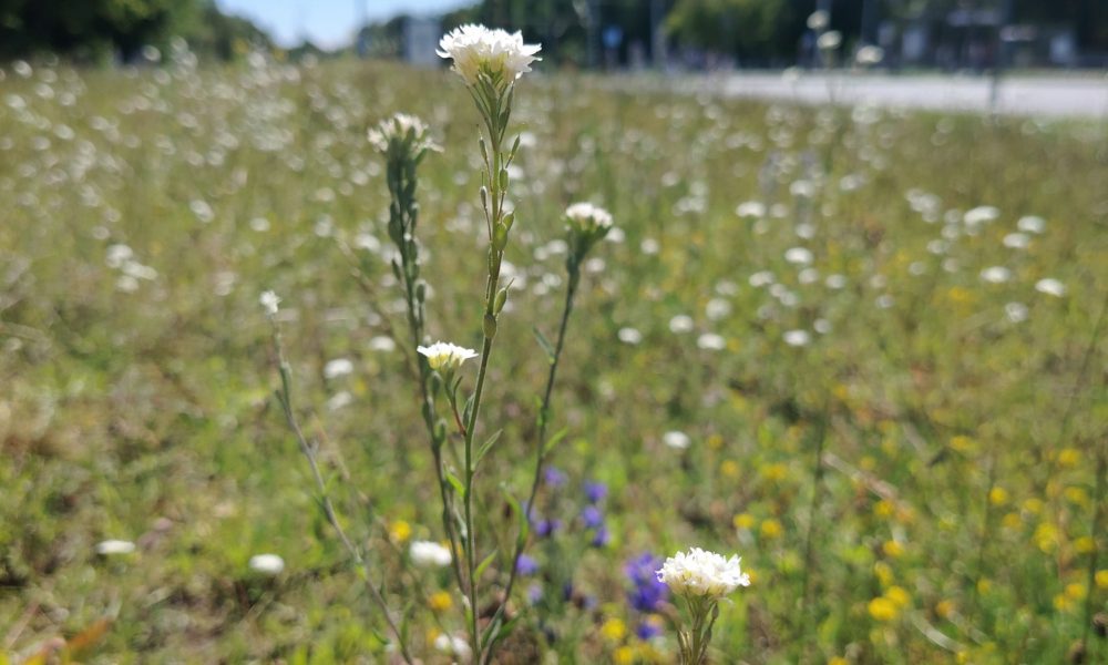 Imantas tirgus pļava 2