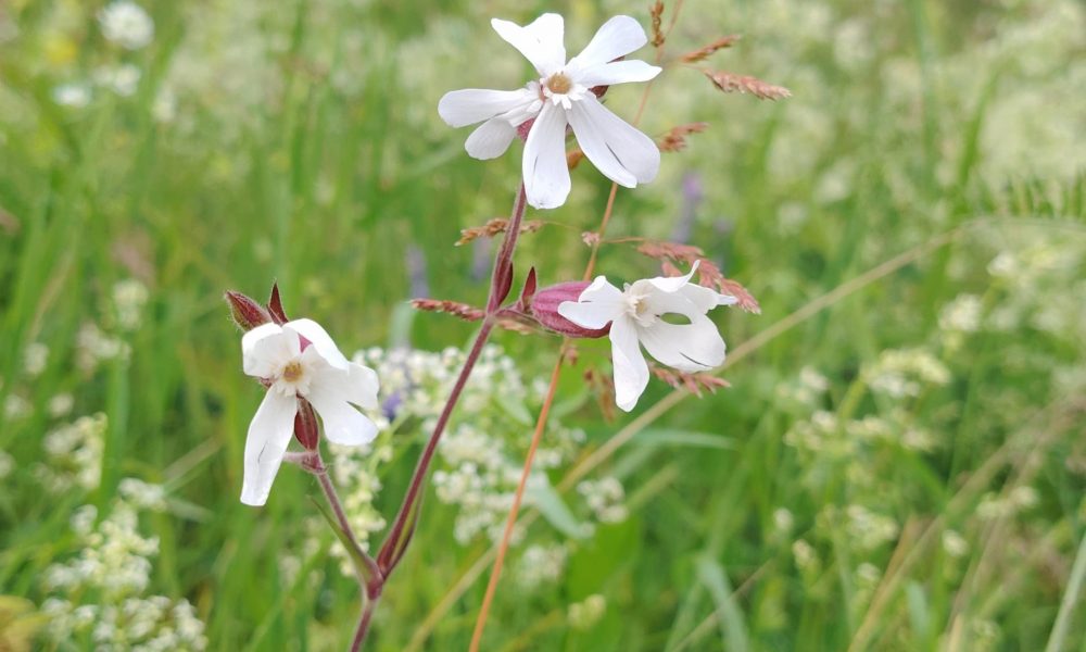 Juglas promenādes pļava 1