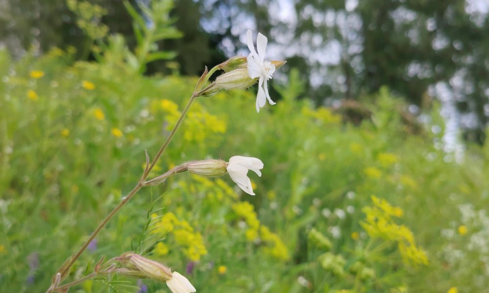 Juglas promenādes pļava 2