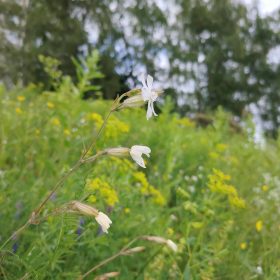 Juglas promenādes pļava 2