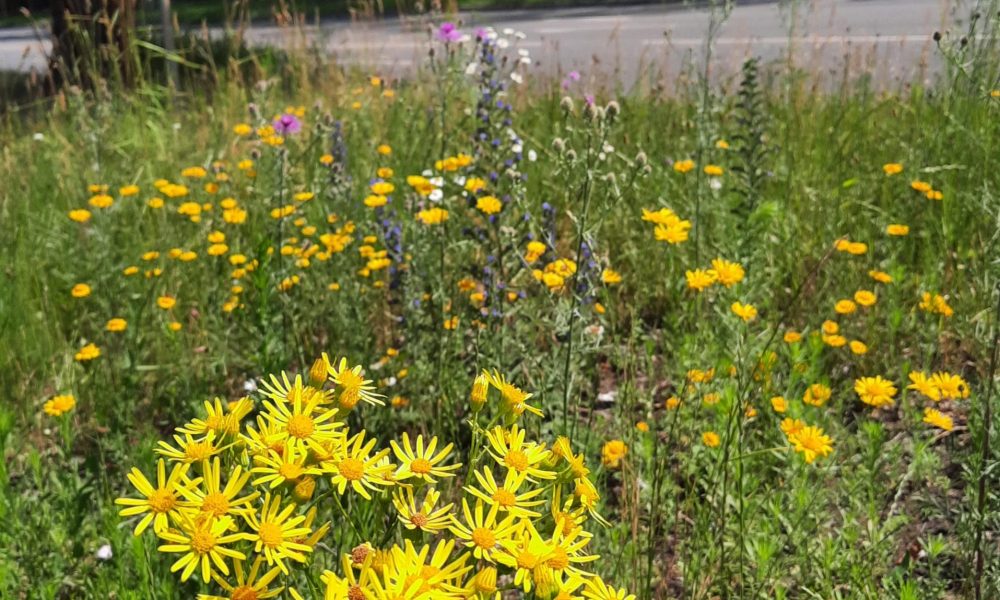 Jūrmalas gatves pļava