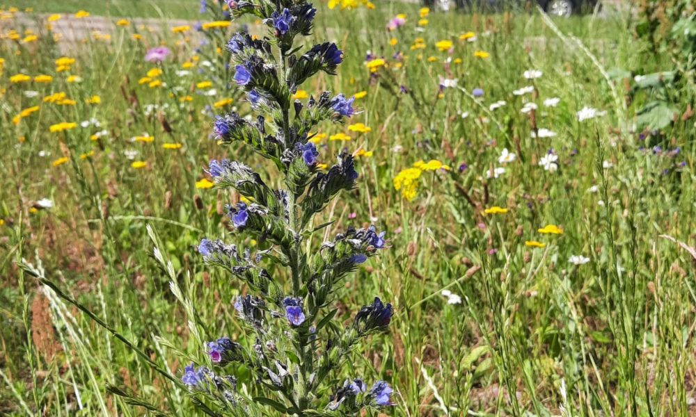 Jūrmalas gatves pļava